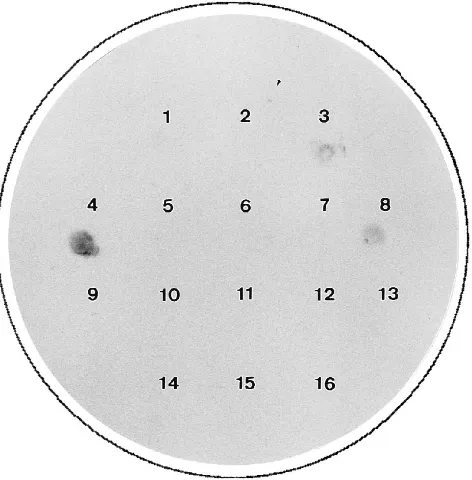 FIG. 4. Colony blot screening with the CkF1.2 probe. Yeast lifted colonies onpositively charged nylon membrane were lysed, and released DNA was bound by