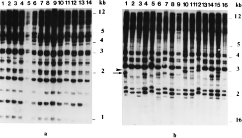 FIG. 4. Ampliﬁed RAPD products from single-colony isolates of C. neofor-mans recovered from CSF specimens from patient A during the initial and