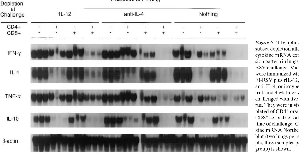 Figure 5. Phenotype of RSV-specific cytotoxic T cell activity in anti–tion, IL-4–treated mice