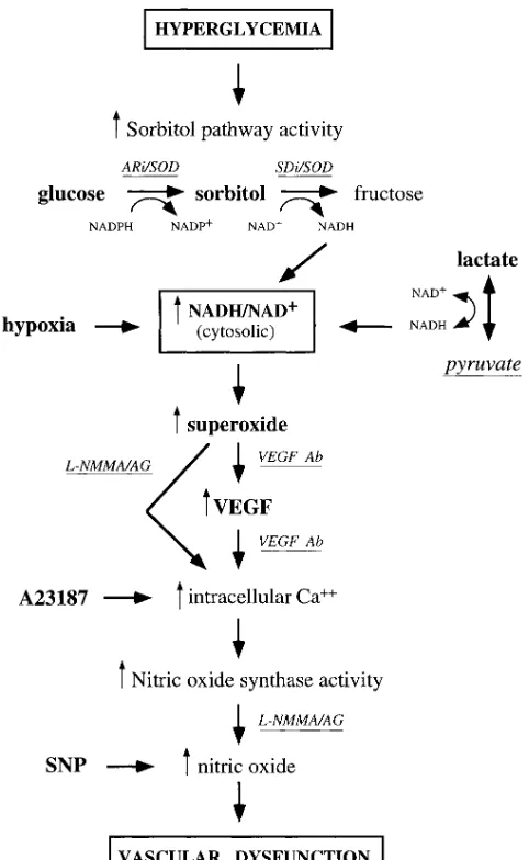 Figure 8. Tentative scenario for linkage of metabolic imbalances that mediate the effects of hyperglycemia on vascular dysfunction
