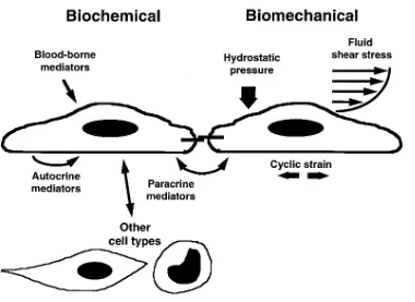 Figure 1. Two paradigms of en-dothelial activation: biochemical and biomechanical. Situated at the interface between flowing blood and the tissues of the body, vascular endothelium is exposed to both biochemical and biomechanical stimuli that can induce it