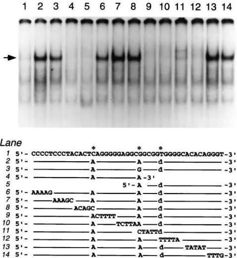 Figure 6.Binding of nuclear proteins is induced by mutations. EMSA using Caco-2 nuclear extracts and double-stranded oligo probes indicated in Table I