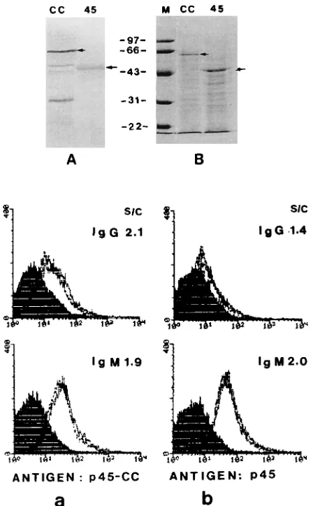 FIG. 5. Early HIV-1 antibody detection in the samples of BBI anti-HIV-1seroconversion panel D by r-FIFA with two different antigens