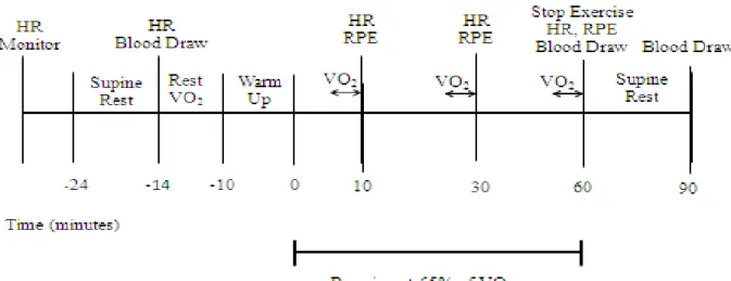 Figure 2: Timeline of exercise sessions. 