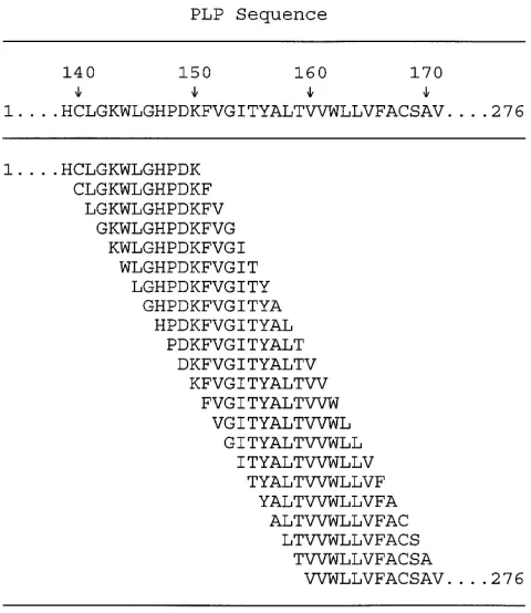 Figure 1. Epitope-mapping peptide series for PLP. An overlapping series of 12-mer peptides effectively representing a walk through of the entire 276 amino acid primary sequence of mouse PLP was used in serial evaluation of proliferative responses of PBMC from IMDS patients and controls.