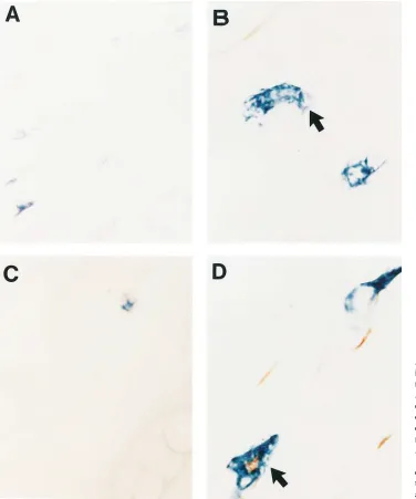 Figure 2. Light microscopy show-
