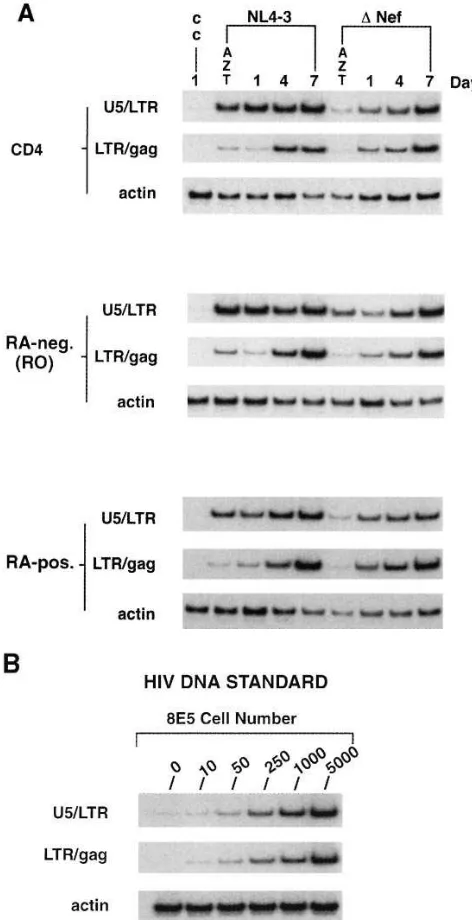 Figure 5. PCR analysis of HIV infectivity in CD45RO and CD45RA cell subsets. CD4 cells were FACS®-sorted into RO and RA subsets using anti-CD45RA antibody selection