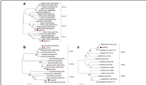 Fig. 8 Phylogenetic relationships between the PpDCL2,4, PpAGO1,2,4, and PpRDR1 proteins ofthalianaRDR proteins are shown in red in each group