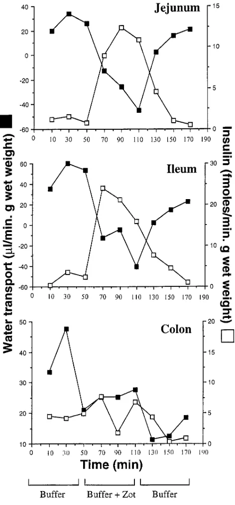 Figure 2. Effect of purified Zot on water (port, as determined by the in vivo perfusion assay, in rabbit jejunum, distal ileum, and colon