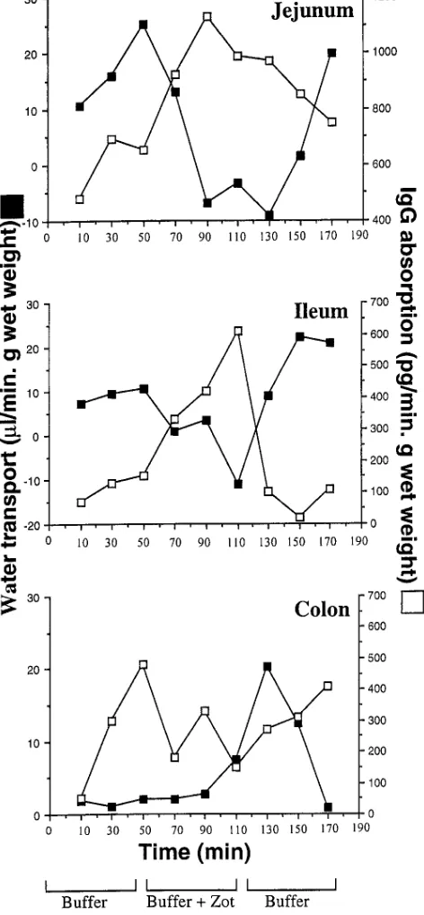Figure 5. Effect of oral insulin 10 IU, alone (rats. The coadministration of Zot induced a reduction in blood glu-cose concentration comparable to that seen with a conventional dose of SQ insulin (Blood glucose decrement of untreated animals (of Zot 5 �) o