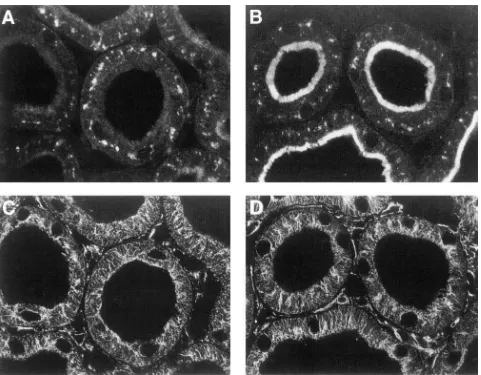 Figure 3. Immunohistochemistry, demonstrating the effect of colchicine on rapid upregulation of apical NaPi-2 protein and on microtubule in-tegrity