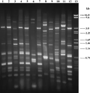 FIG. 1. REP-PCR proﬁles of 12 Acinetobacter16, 16 , 16
, 16, 16, 16, 16, and 16, respectively; lane 13, spp
