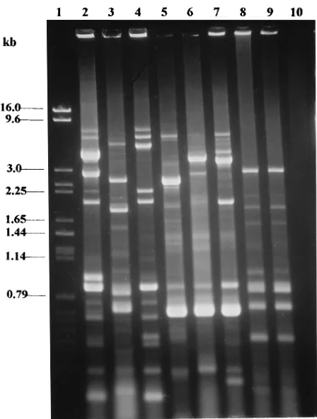 TABLE 4. DNA group 3 (unnamed) strains analyzedby REP-PCR in this study