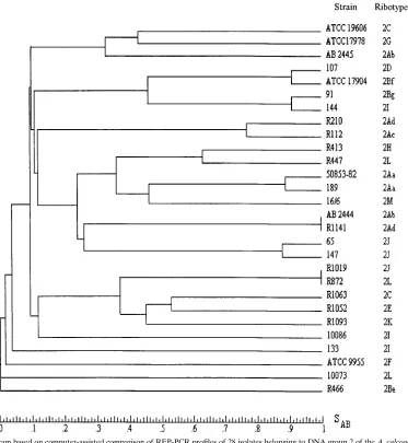 FIG. 5. Dendrogram based on computer-assisted comparison of REP-PCR proﬁles of 28 isolates belonging to DNA group 2 of the A