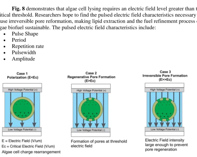 Fig. 8 demonstrates that algae cell lysing requires an electric field level greater than the  critical threshold