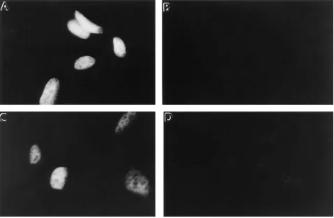 Figure 10. Addition of protein-stabilizing agents to cells already at the nonpermissive temperature still is effective in restoring wild-type E1 ac-mutant phenotype
