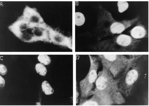 Figure 2. A1-5 cells incubated at the nonpermissive temperature in the presence of protein-stabilizing agents exhibit nuclear p53 staining