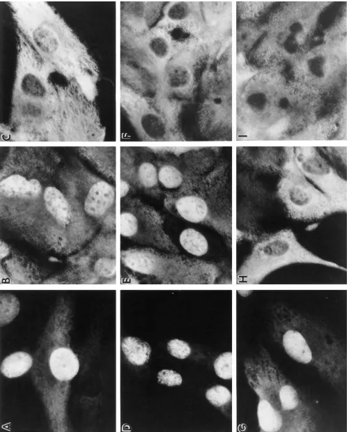 Figure 4.1436Brown et al. The effects of the protein-stabilizing agents on p53 protein folding are reversible