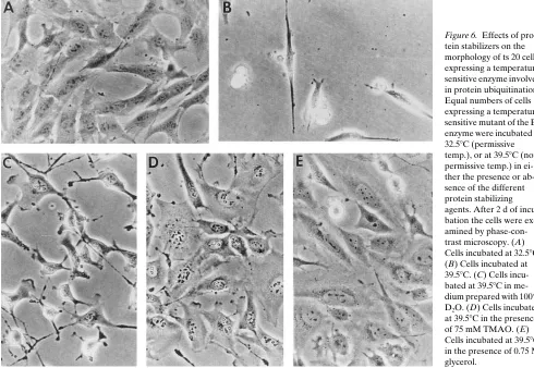 Figure 5. The presence of glycerol corrects temperature-sensitive (ts) pp60form of pp60src activities at the nonpermissive temperature