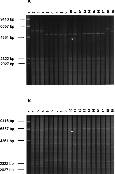 FIG. 2. REA patterns of 18 oral C. albicanspatients (Table 3) obtained with the enzymes�5 to 9, isolates C27, C37, C57, C40, and C58 from patient 17; lanes 10 to 12,isolates C61, C64, and C66 from patient 9; lanes 13 to 17, isolates C33, C34, C26,C75, and 