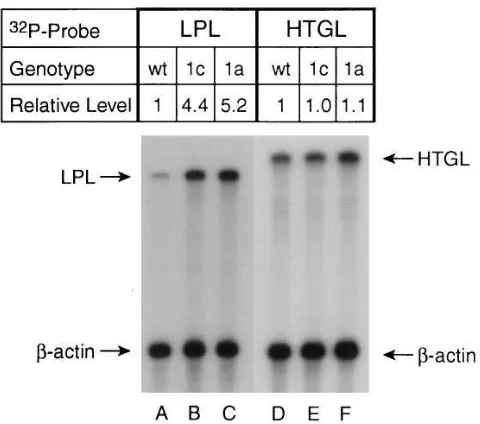 Figure 4. Amount of mRNA for lipoprotein lipase (lanes probes, and protected bands were separated by polyacrylamide gel electrophoresis, exposed to film for 12 h at room temperature, quan-tified on a PhosphorImager, and normalized to lated data are express