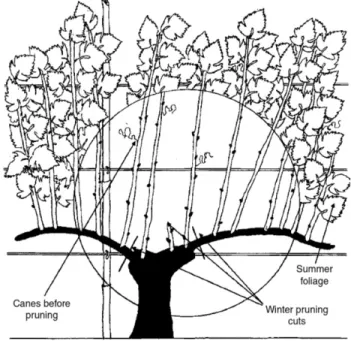 Figure 1: Reference and visual representation of a typical wine grape vine discussed in this  project