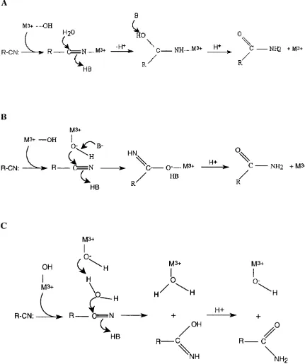 Fig. 1.5: Three putative reaction mechanisms of NHase.