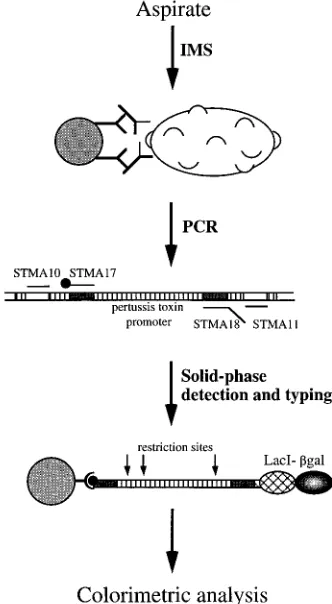 FIG. 1. Principle of the IMS-PCR-DIANA method. �gal, �-galactosidase.
