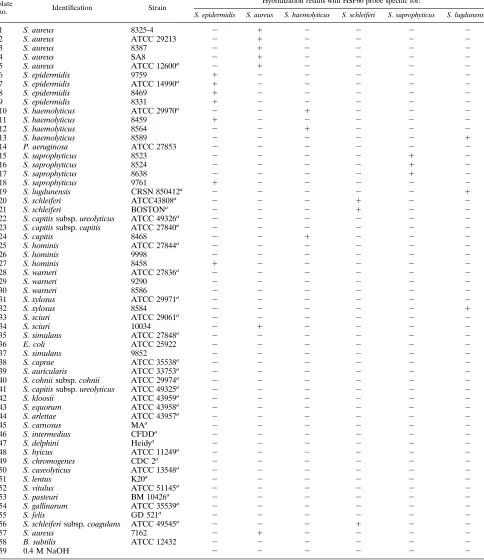 TABLE 1. Order of genomic DNA used in dot blots and hybridization results