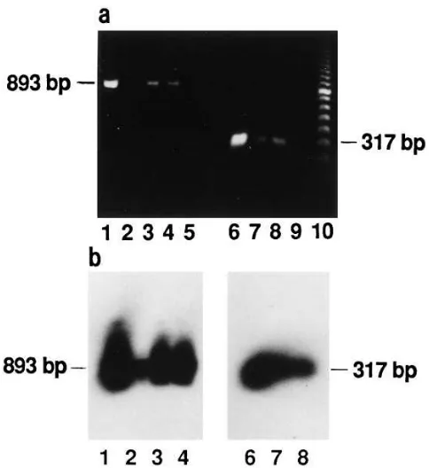 Figure 5. Schematic presenta-