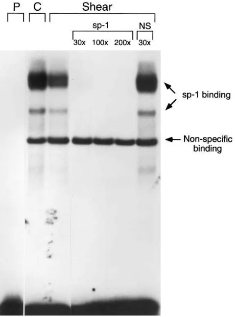 Figure 5. Electrophoretic mobility shift assay indicating that the nu-tition experiments was a nonsense oligonucleotide with a sequence of 5clear factors isolated from the sheared cells do not show an increased binding to the Sp1 site