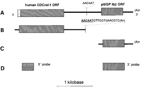 Figure 3. Diagrammatic representation of the GP Ib�-related tran-scripts. Three GP Ib�-related transcripts were identified by cDNA cloning experiments