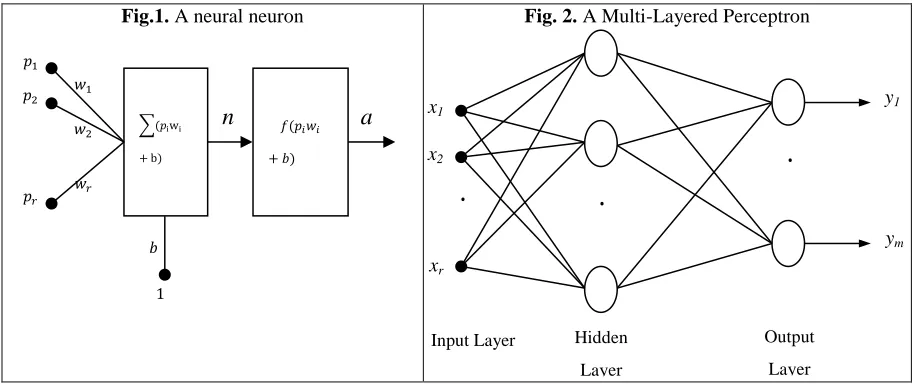 Fig.1. A neural neuron 