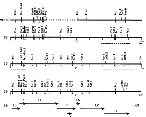 FIG. 2. Physical maps of HPV68 and -70 DNAs and their alignment with the maps of HPV39 and ME180 sequences