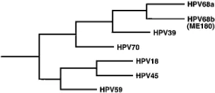 FIG. 4. Phylogenetic relationships among HPV18-related types. A tree wasconstructed from the comparison of aligned E6 proteins, using maximum parsi-