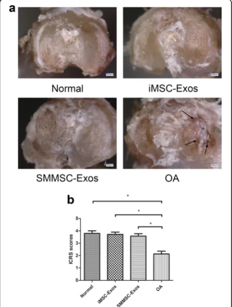 Fig. 3 Macroscopic examination of tibial plateaus.by induced pluripotent stem cell-derived mesenchymal stem cells,osteoarthritis,showed that the normal, iMSC-Exos, and SMMSC-Exos groups hadsignificantly higher scores compared with the OA group