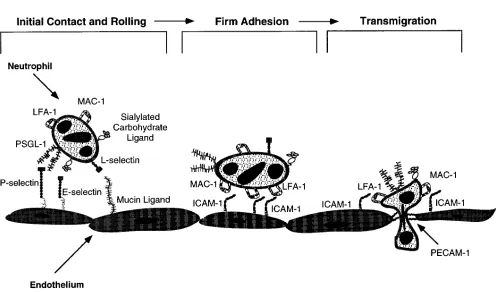 Figure 1. The four step model of neutrophil adhesion and transmigration across an endothelial monolayer under dynamic flow conditions at vessel wall
