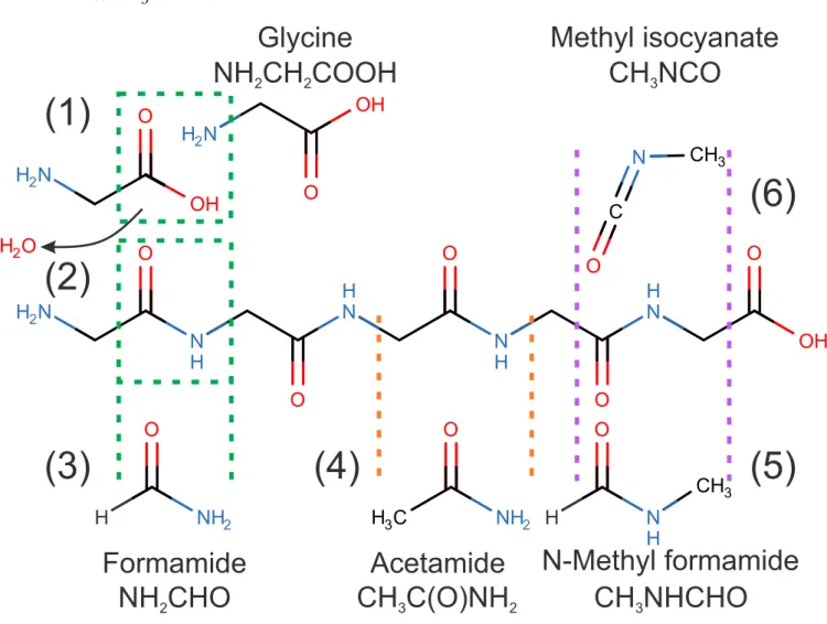 Figure 1. The reaction between the acid and base groups of two glycine molecules (1) forms a peptide bonded molecular chain (2).