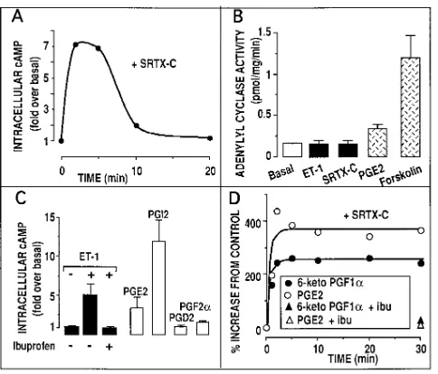 Figure 1. Stimulation of the ETB receptor raises cAMP indirectly by on cAMP levels (time course)