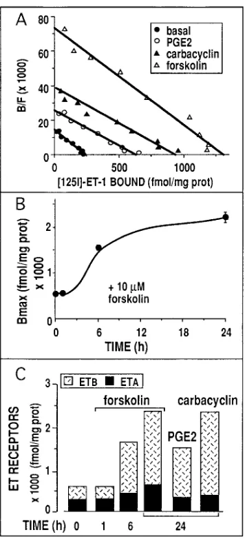 Figure 6. Upregulation of ETB receptors by cAMP and prostaglan-was measured on a cell particulate fraction, as described in Methods