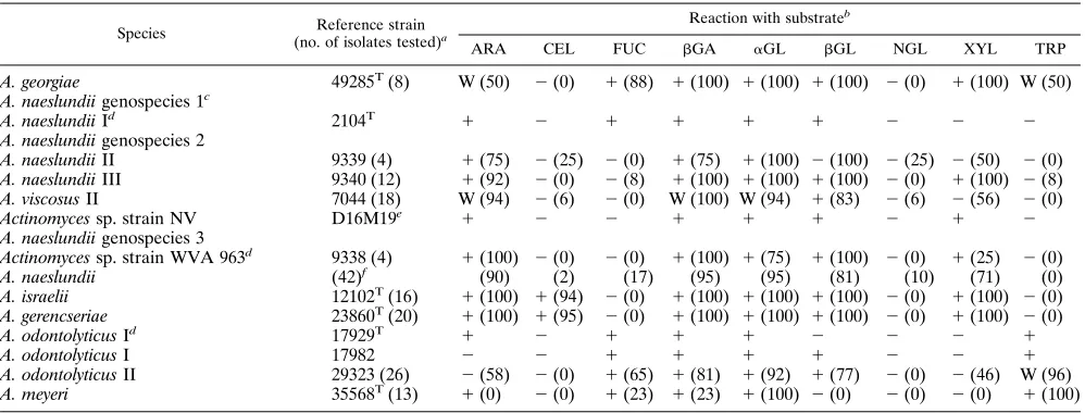 TABLE 5. Fluorogenic substrate reactions of reference strains and fresh isolates of Eikenella, Actinobacillus, Haemophilus, andCardiobacterium species