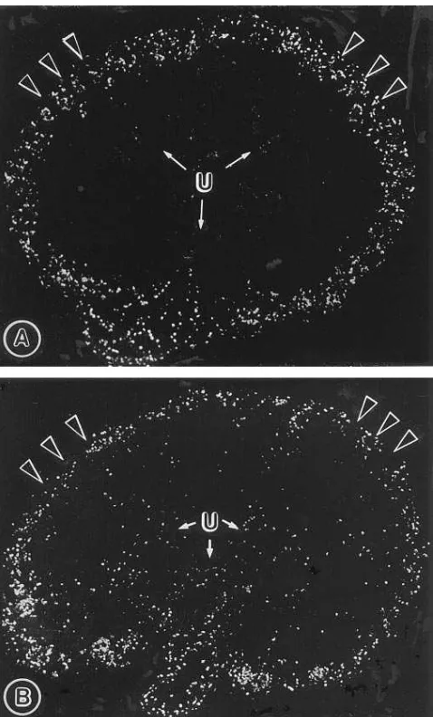 Fig. 12). The autoradiograms of SDS-PAGE of laminin and