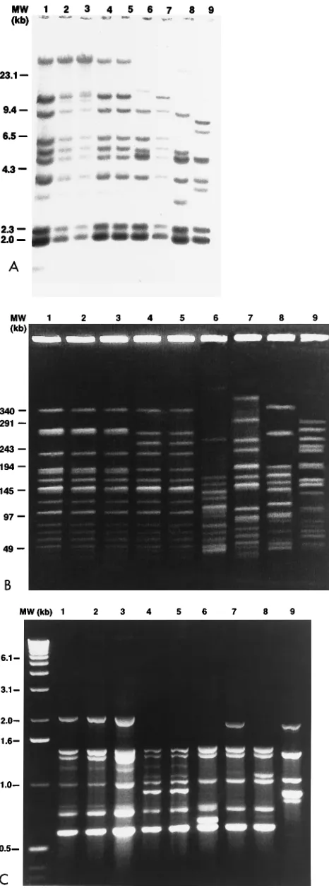 FIG. 1. DNA proﬁles of related and unrelated strains of L. monocytogenesResults for the same nine