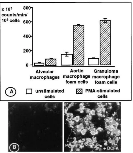 Figure 1. (A) Lucigenin-enhanced chemiluminescence, reflecting production of superoxide by alveolar macrophages, aortic foam cells, and granuloma foam cells isolated from cholesterol-fed rabbits