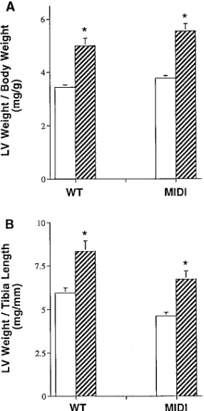 Figure 4. LV systolic pressure (open circles) and LV dP/dtmax (filled circles) before and for four beats after the creation of acute pressure overload with sudden transverse aortic constriction (TAC) in control (wild type) mice (n � 10)