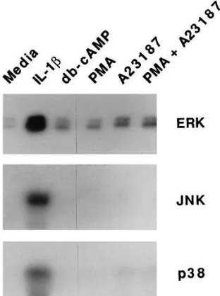 Figure 7. Second messenger agonists and MAP kinase activation. mM), PMA (10 ng/ml), A23187 (2 Chondrocytes were stimulated with IL-1� (1 ng/ml), db-cAMP (1 �M), or PMA plus A23187 for 30 min