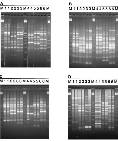 Table 1. First, isolate 32, from Denmark, did not group withthe other Danish isolates