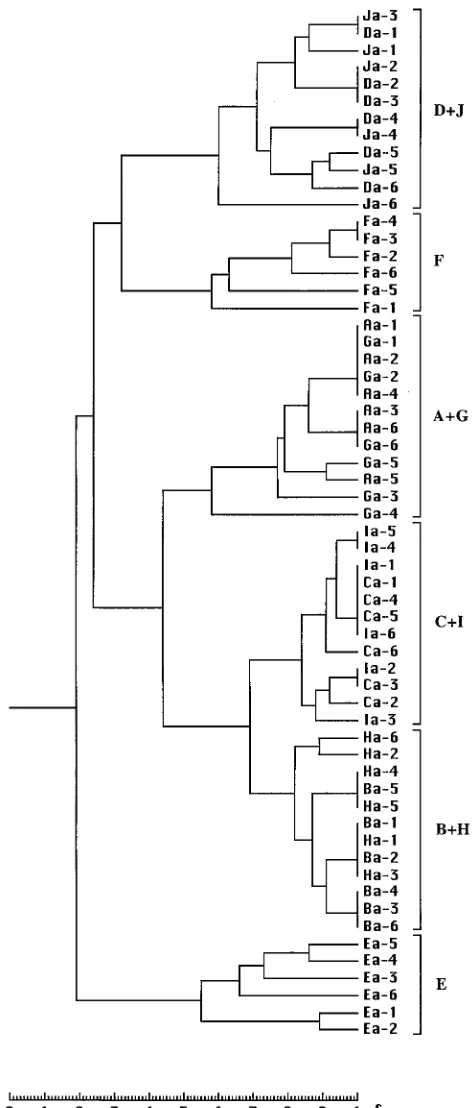 TABLE 4. ALF analysis of concordance obtainedwith different primers