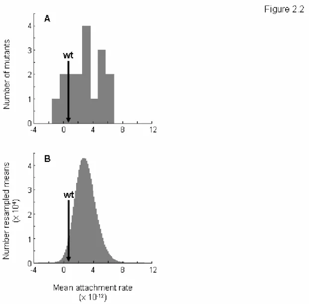 Figure 2.2: Attachment to glycinea.  (A) Frequency distribution of the mean mutant 