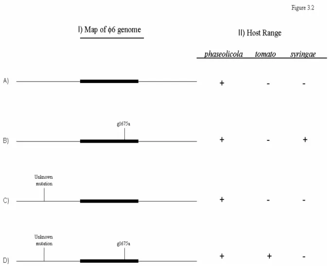 Figure 3.2: Epistatic basis of host range expansion.  We identified three P3 genotypes with  different host ranges depending on their novel host of isolation, and our data suggest that the  most likely explanation for this pattern is an epistatic basis of 